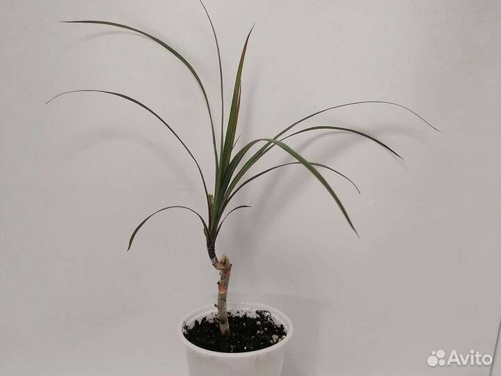 Комнатные цветы драцена