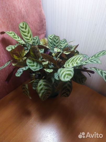 Калатея Микояна