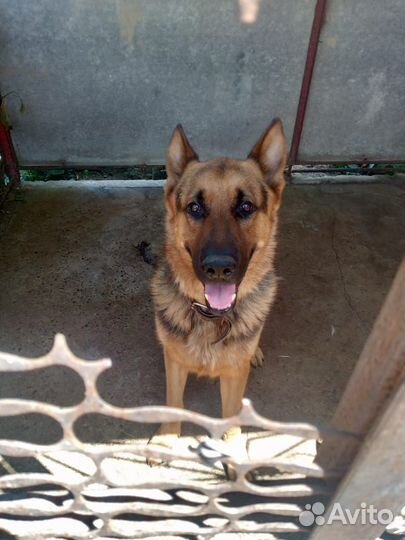 Щенки немецкой овчарки