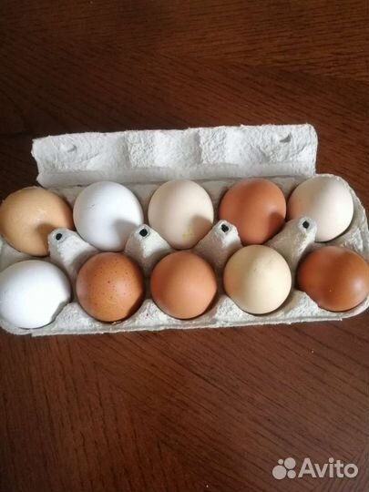Домашние куриные яйца