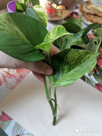 Сциндапсус марбл квин