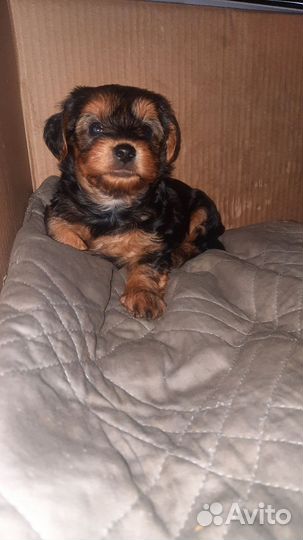 Йоркширский терьер