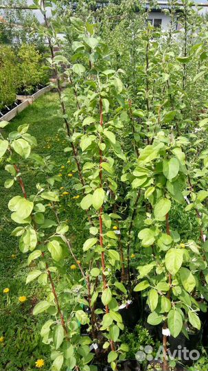 Яблоня саженцы в ассортименте