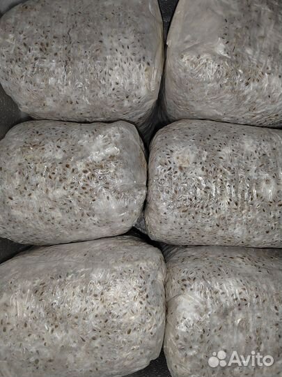 Мицелий вёшенки