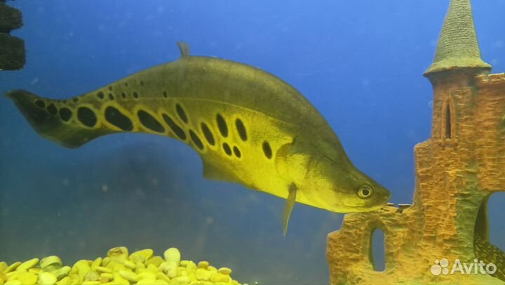 Индийский нож