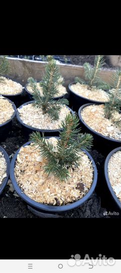 Ель голубая