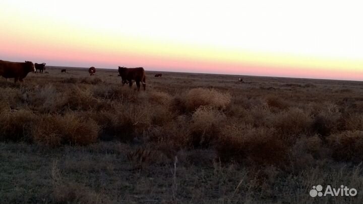 Бычки и телки 2023г.р