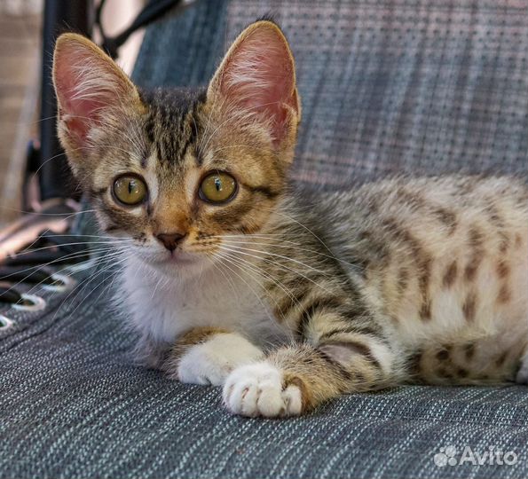 Котёнок Ива