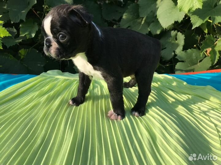 Бостон Терьер