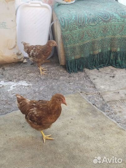 Цыплята.Курочки