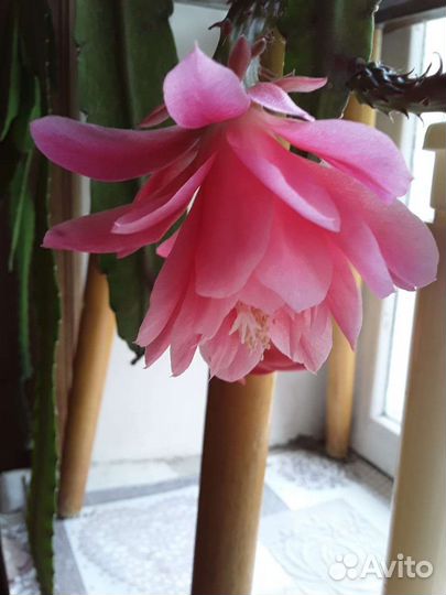 Декабрист цветущий