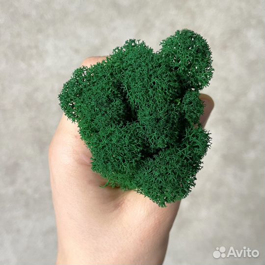 Стабилизированный мох, Зеленые Оттенки