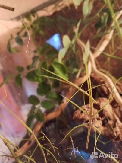 Аннамские палочники