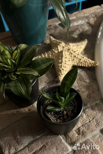 Сансевиерия Ханни Страйкер/Striker