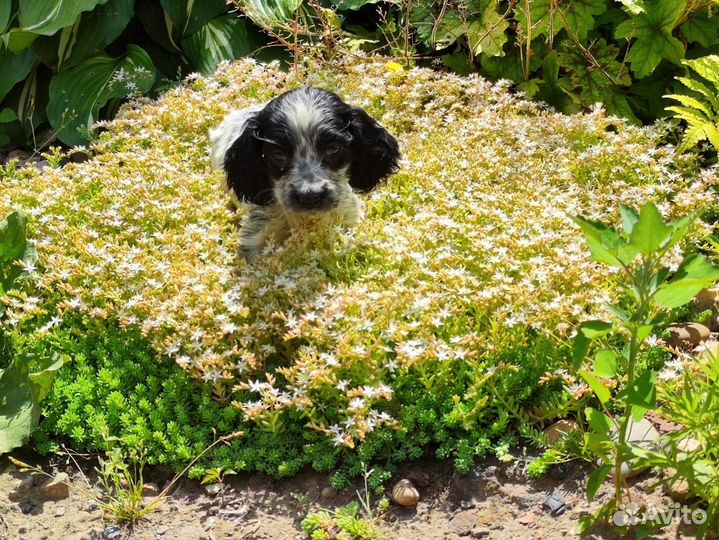 Русский спаниель