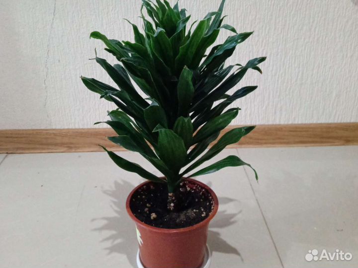 Драцена компакта