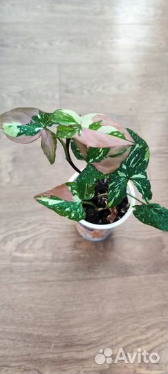 Ред спот триколор