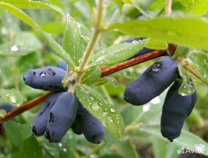 Саженцы жимолости Ленита