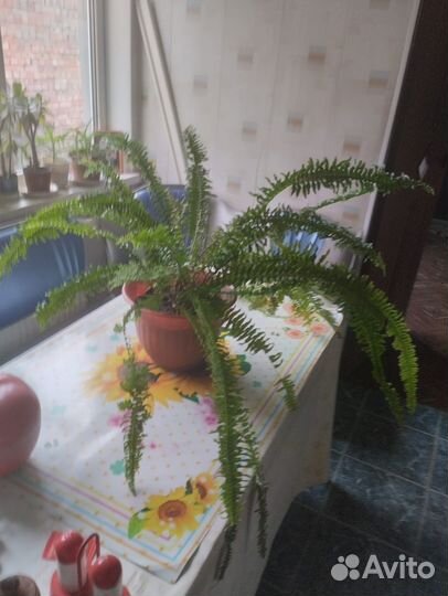 Папоротник