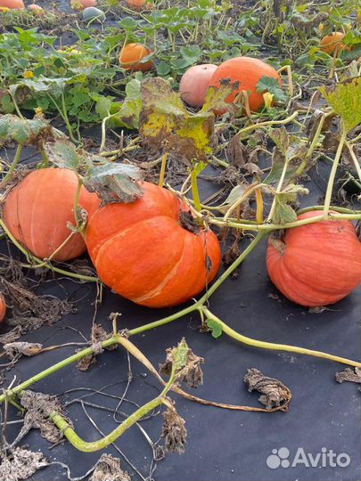 Продается тыква разных сортов