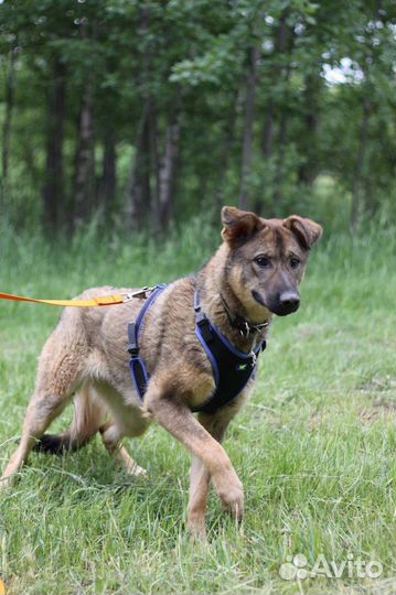 Щенок из приюта в добрые руки