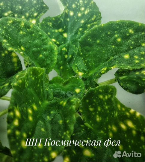 Сортовые фиалки. Детки