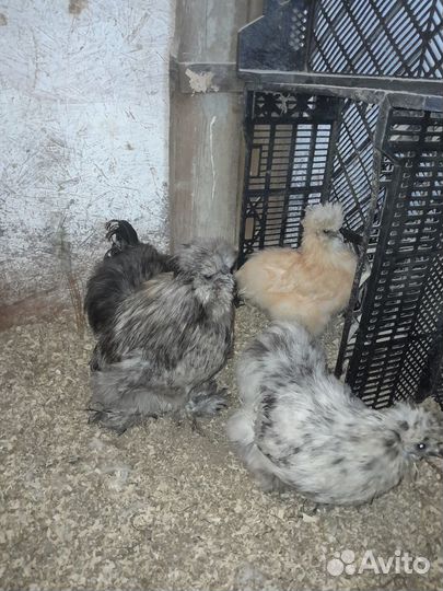 Продам Китайские шелковые куры, яйцо, цыплята