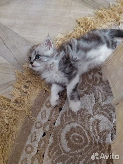 Американский манчкин