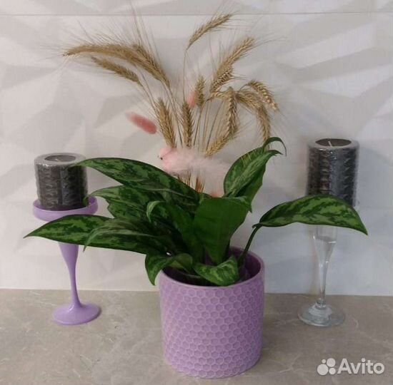 Цветок комнатный Аглонема