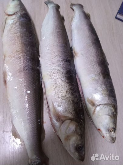 Хариус свежайший малосолёный 1500