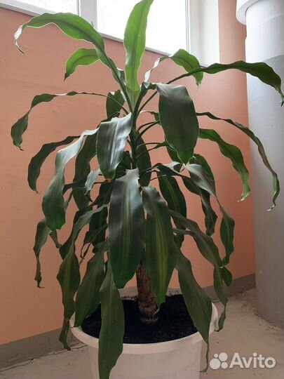 Драцена душистая пальма
