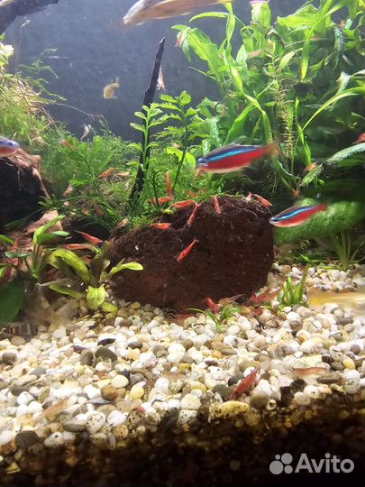 Аквариумные рыбки гуппи