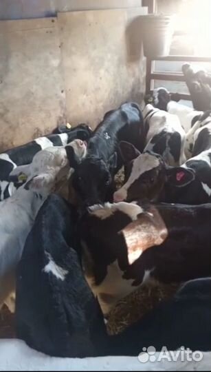 Телята бычки