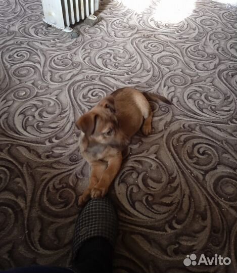 Щенок в добрые руки