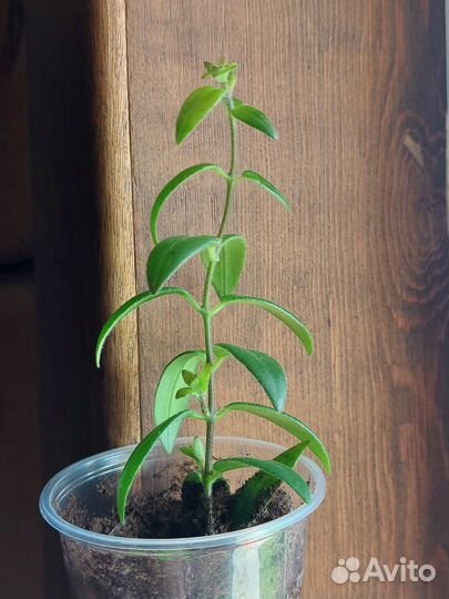 Эсхинантус Мона Лиза