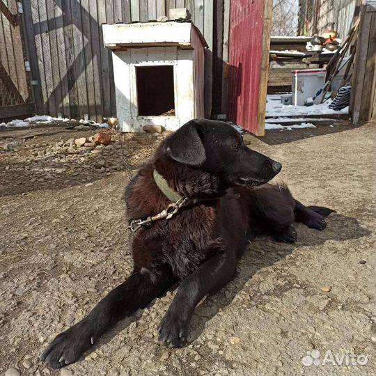 Собака в добрые руки