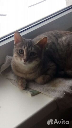 Кошечка ищет семью