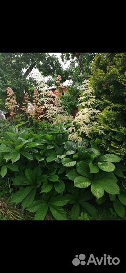 Многолетники, роджерсия, бузульники