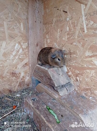 Морская свинка