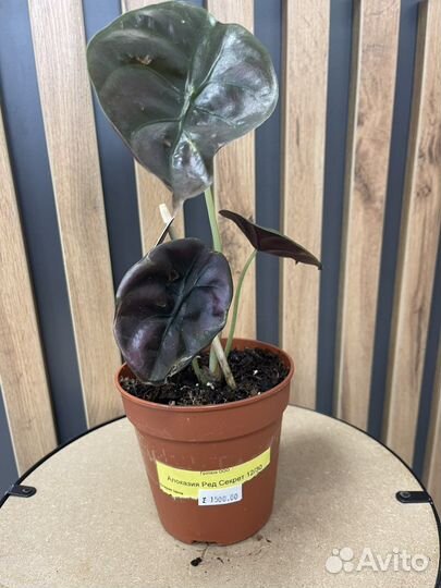 Алаказия Драгон