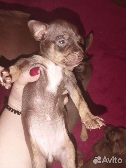 Щенки русский той-терьер