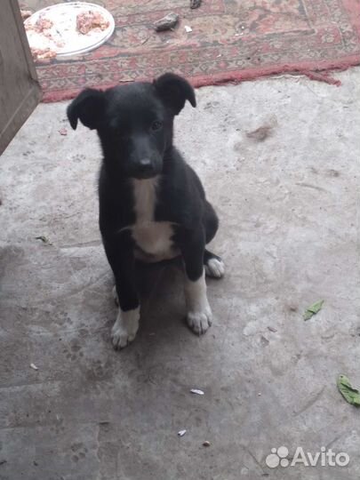 Собака в добрые руки бесплатно