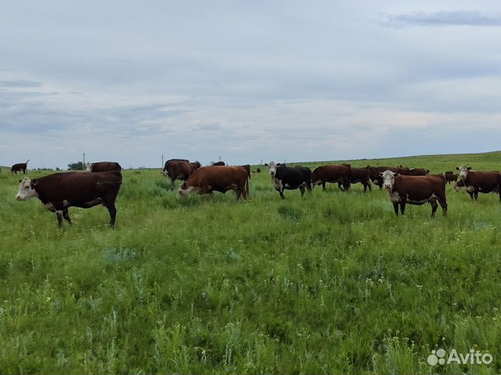 Стадо крс герефорд, Табун лошадей