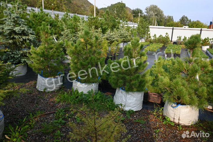 Кедр Сибирский 80-120см