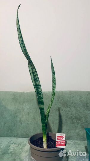 Сансевиерия