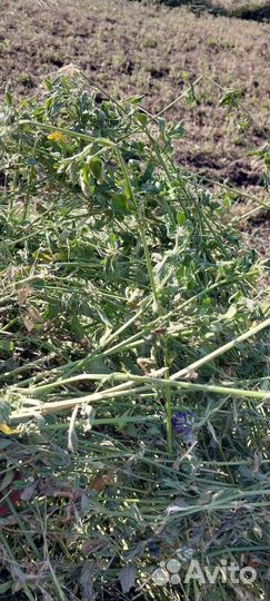 Продаю сено