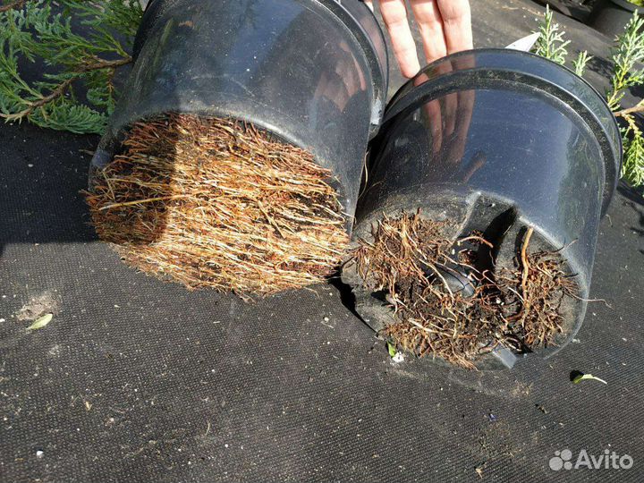 Можжевельник горизонтальный Glacier