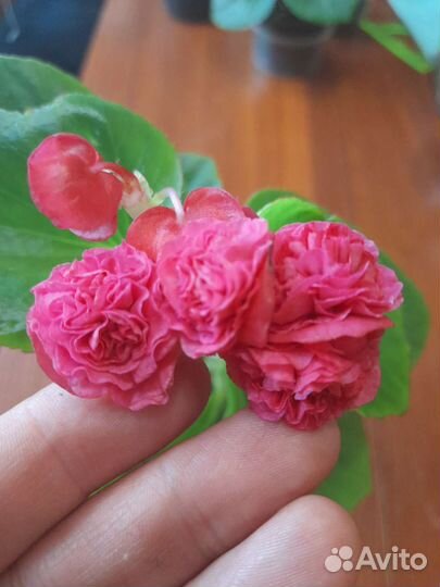 Бегония вечноцветущая махровая