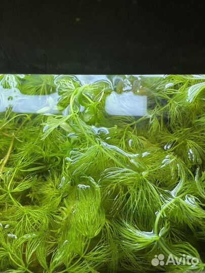 Роголистник большой пакет