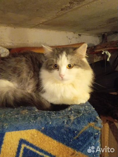 Сема в добрые руки. Кастрирован